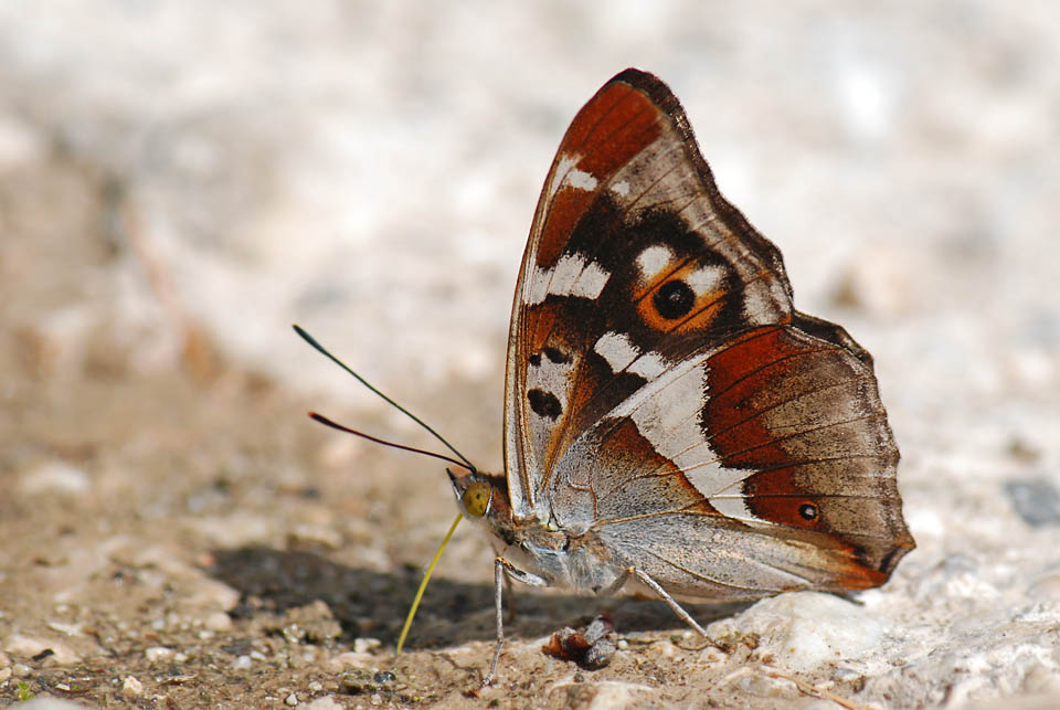 Apatura iris  delle Prealpi Vicentine